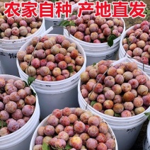 🔥广东热卖中三华李产地直发，对接市场电商多多仓工厂果。