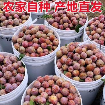 🔥广东热卖中三华李产地直发，对接市场电商多多仓工厂果。