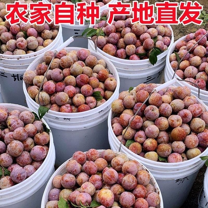 🔥广东热卖中三华李产地直发，对接市场电商多多仓工厂果。