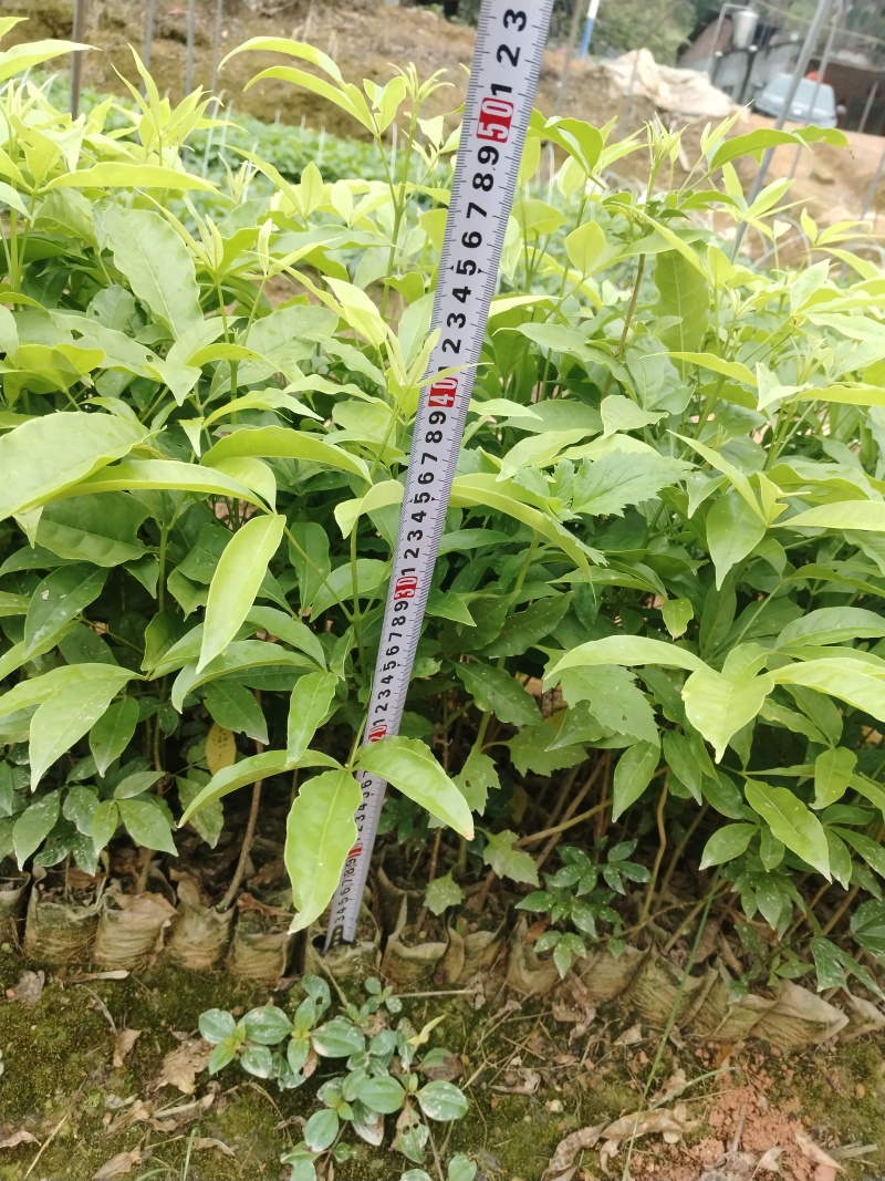 三叉苦种苗