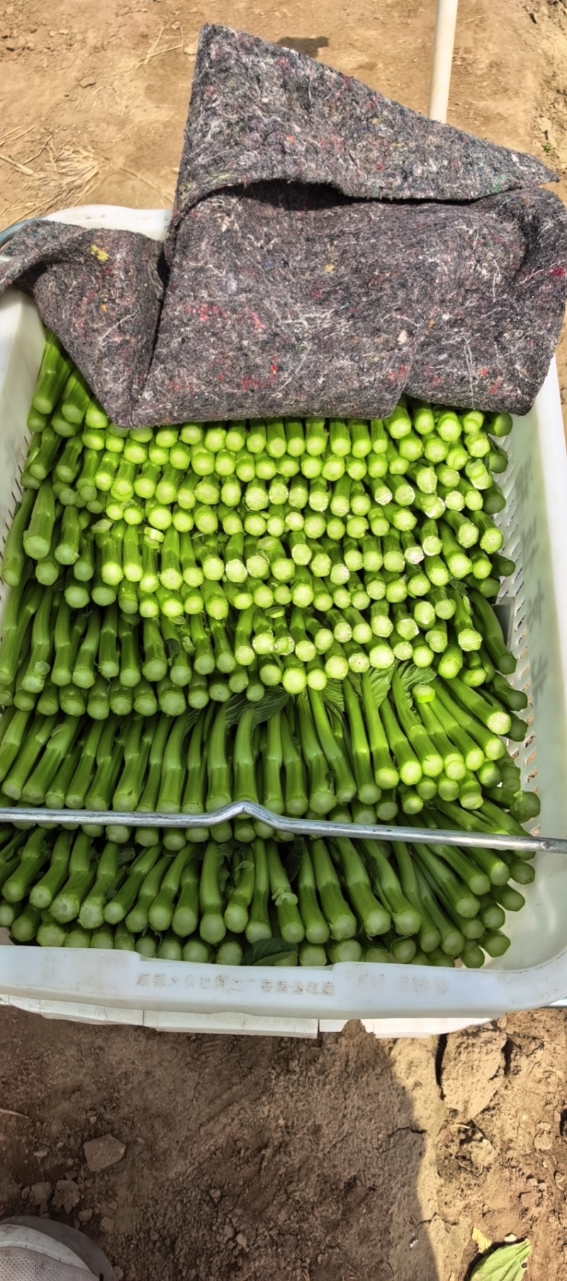 精品菜心大量上市