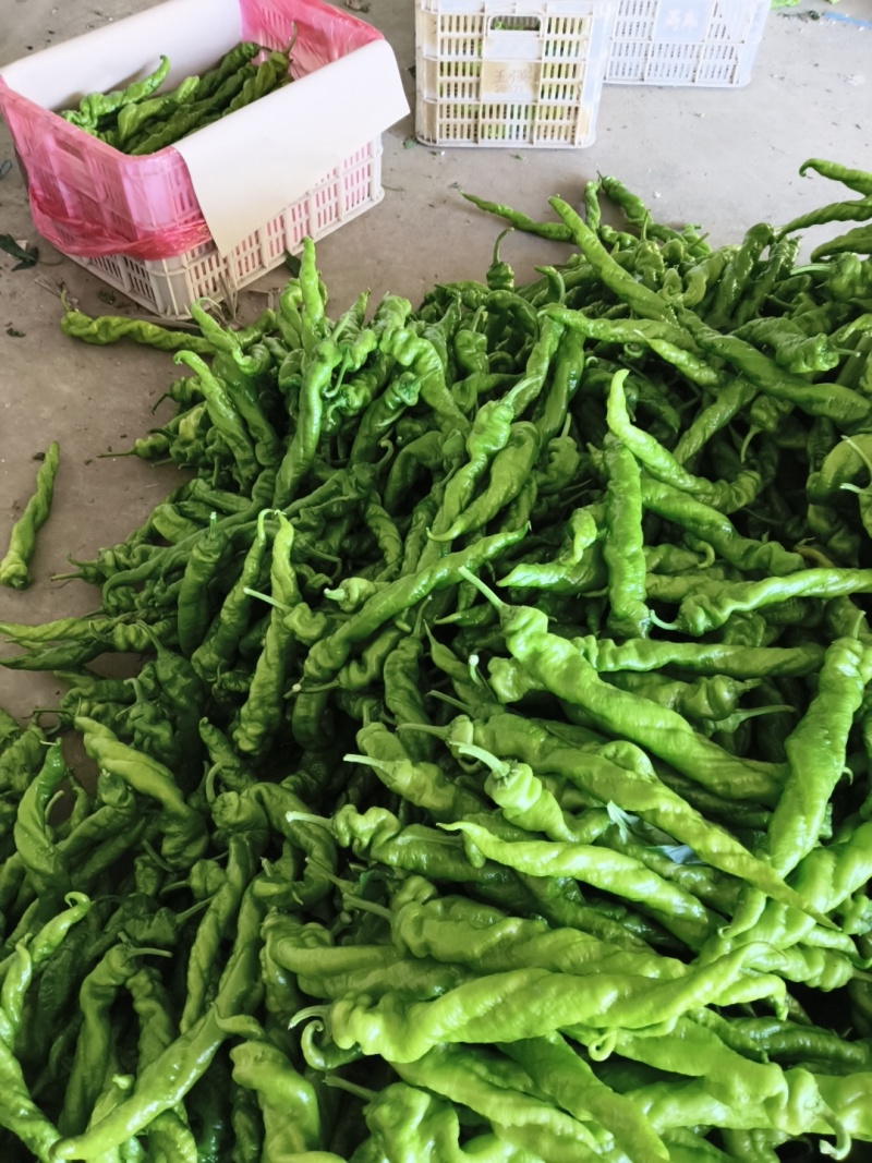 超市，电商，食堂，赶集货，大量供应