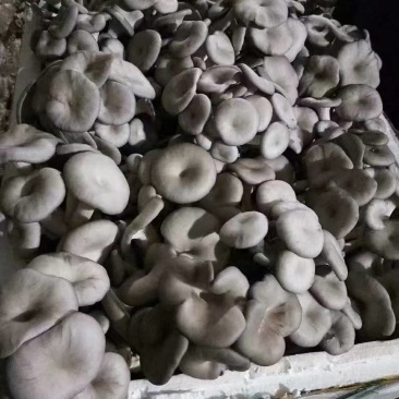 平菇/鲜平菇大量供应品质优可视频看货欢迎咨询来电