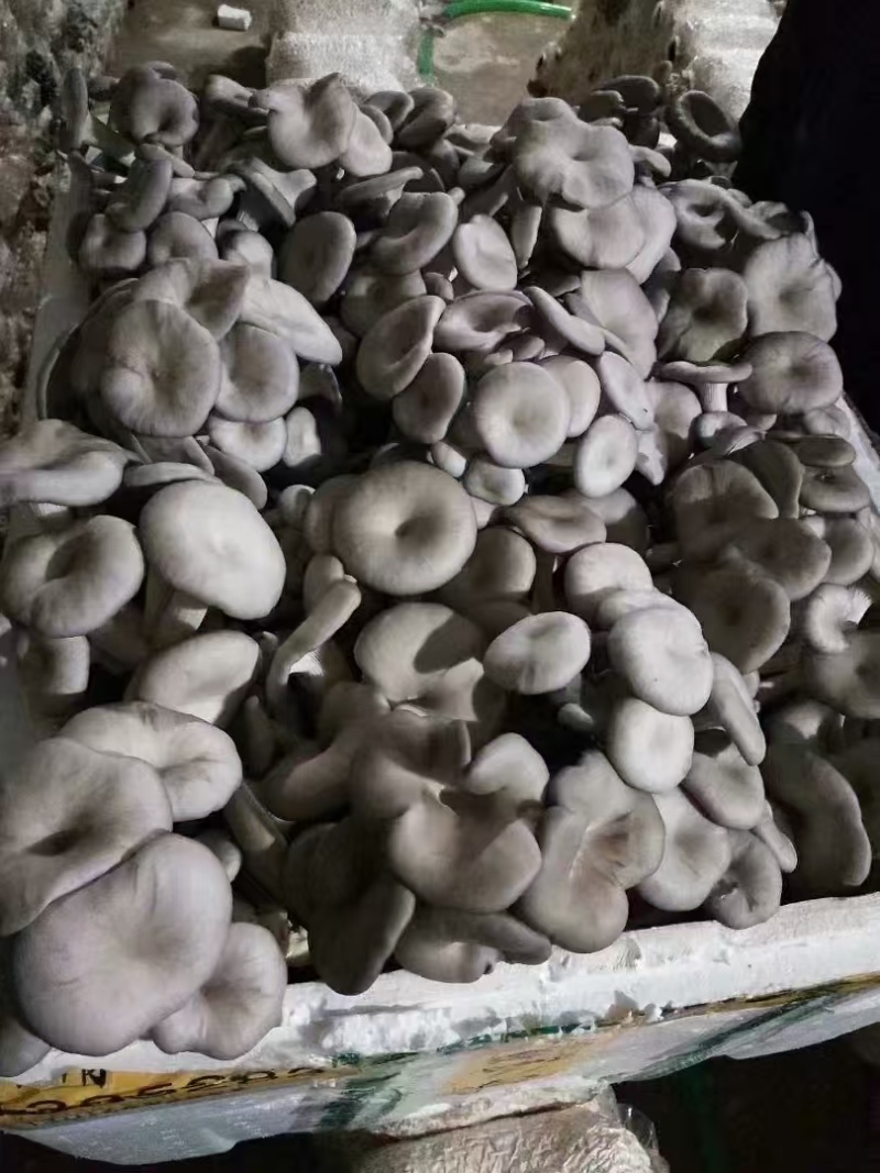 平菇/鲜平菇大量供应品质优可视频看货欢迎咨询来电
