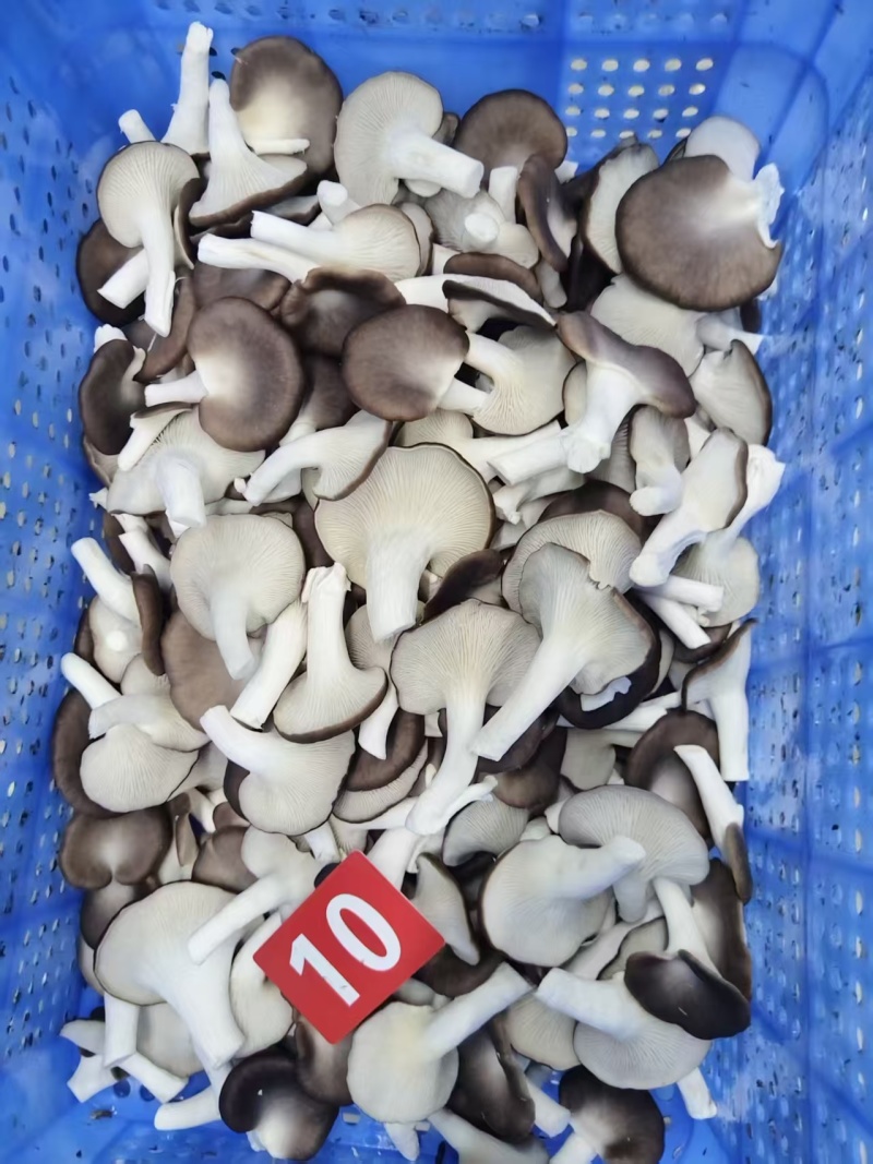 平菇/鲜平菇大量供应品质优可视频看货欢迎咨询来电