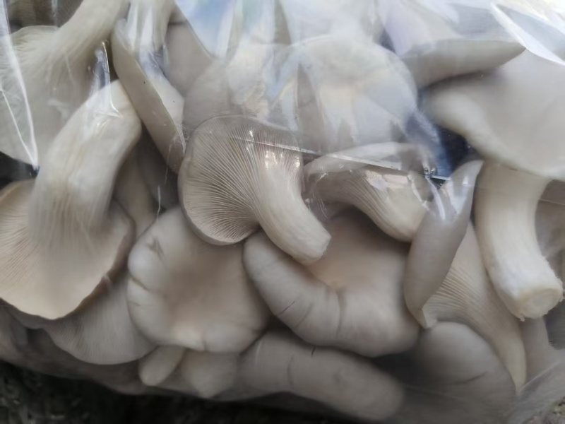 平菇/鲜平菇大量供应品质优可视频看货欢迎咨询来电