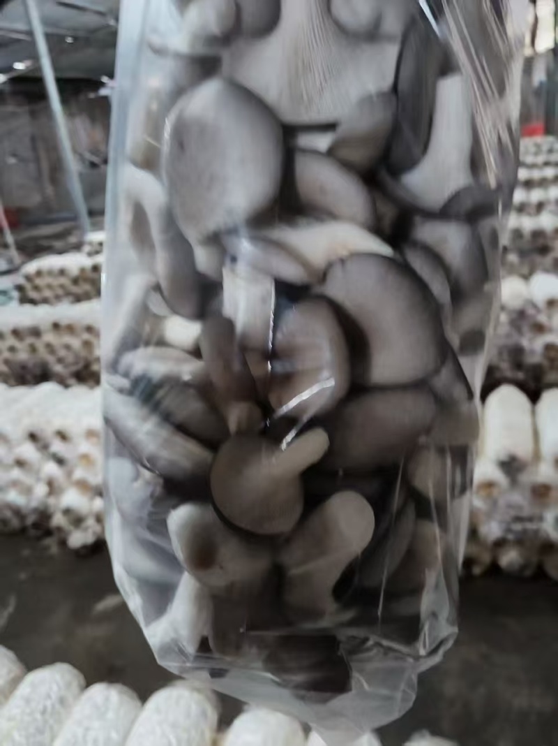 平菇/鲜平菇大量供应品质优可视频看货欢迎咨询来电