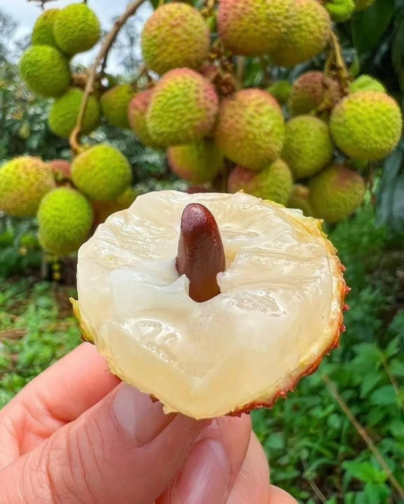 海南妃子笑荔枝支持批发零售一件代发