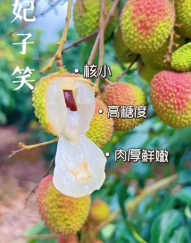 海南妃子笑荔枝支持批发零售一件代发