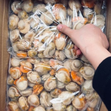 【精品】整箱扇贝肉去箱子10斤，规格齐全货源充足质量保证