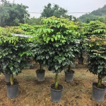 2604苗圃到期清场处理绿宝盆栽高度1.5米左右
