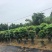 2604苗圃到期清场处理绿宝盆栽高度1.5米左右