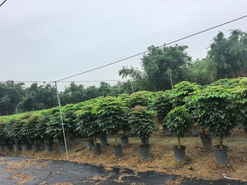 2604苗圃到期清场处理绿宝盆栽高度1.5米左右