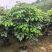 2604苗圃到期清场处理绿宝盆栽高度1.5米左右