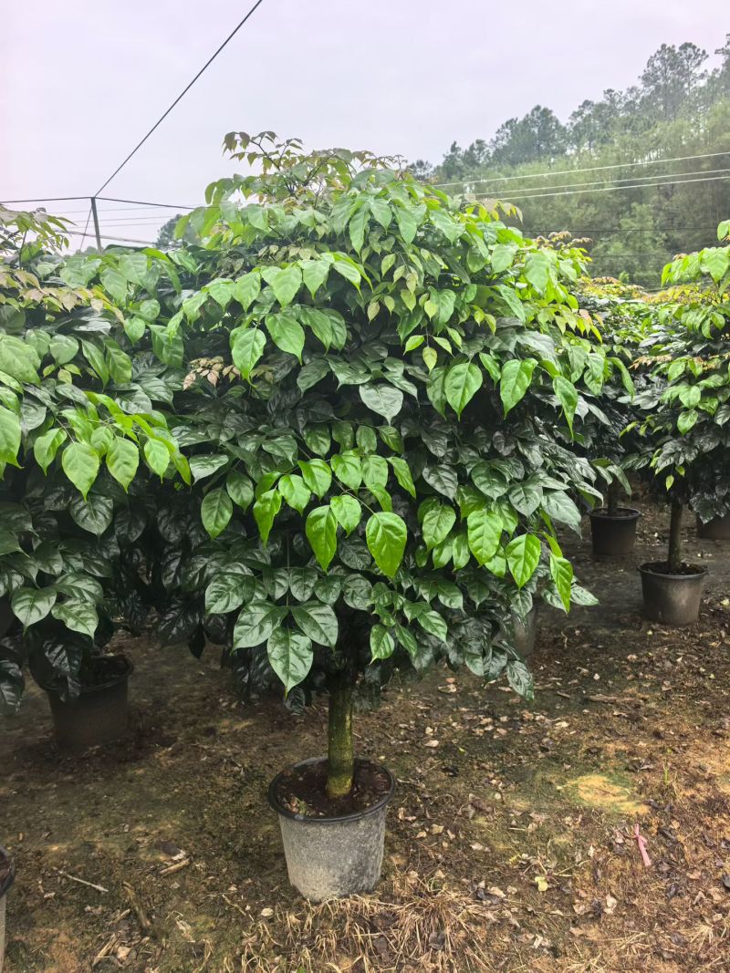 2604苗圃到期清场处理绿宝盆栽高度1.5米左右