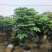 2604苗圃到期清场处理绿宝盆栽高度1.5米左右