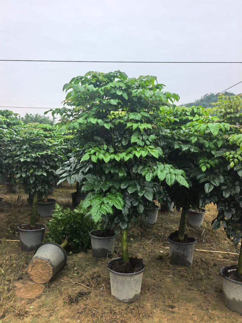 2604苗圃到期清场处理绿宝盆栽高度1.5米左右