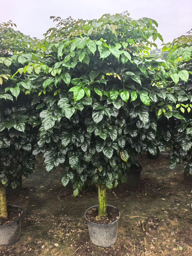 2604苗圃到期清场处理绿宝盆栽高度1.5米左右