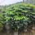 2604苗圃到期清场处理绿宝盆栽高度1.5米左右