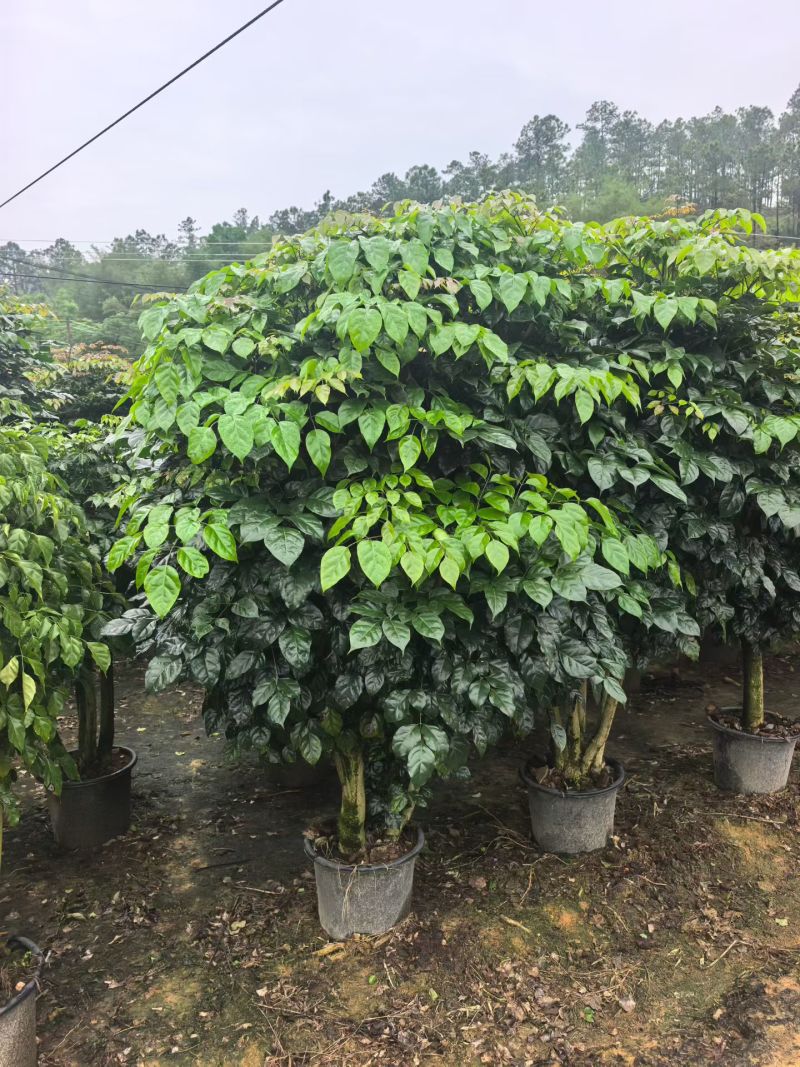 2604苗圃到期清场处理绿宝盆栽高度1.5米左右