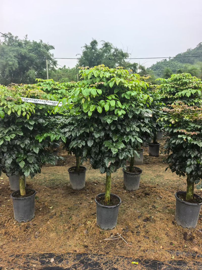 2604苗圃到期清场处理绿宝盆栽高度1.5米左右