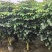 2604苗圃到期清场处理绿宝盆栽高度1.5米左右