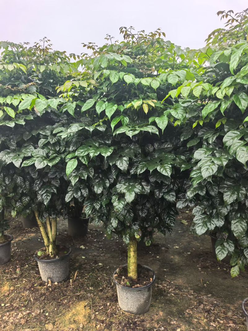 2604苗圃到期清场处理绿宝盆栽高度1.5米左右