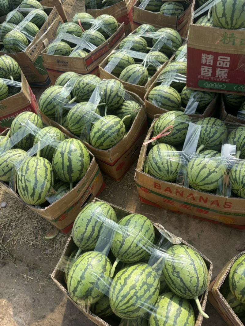 小糖丸手拨吊瓜产地直发质量三包服务全国发货