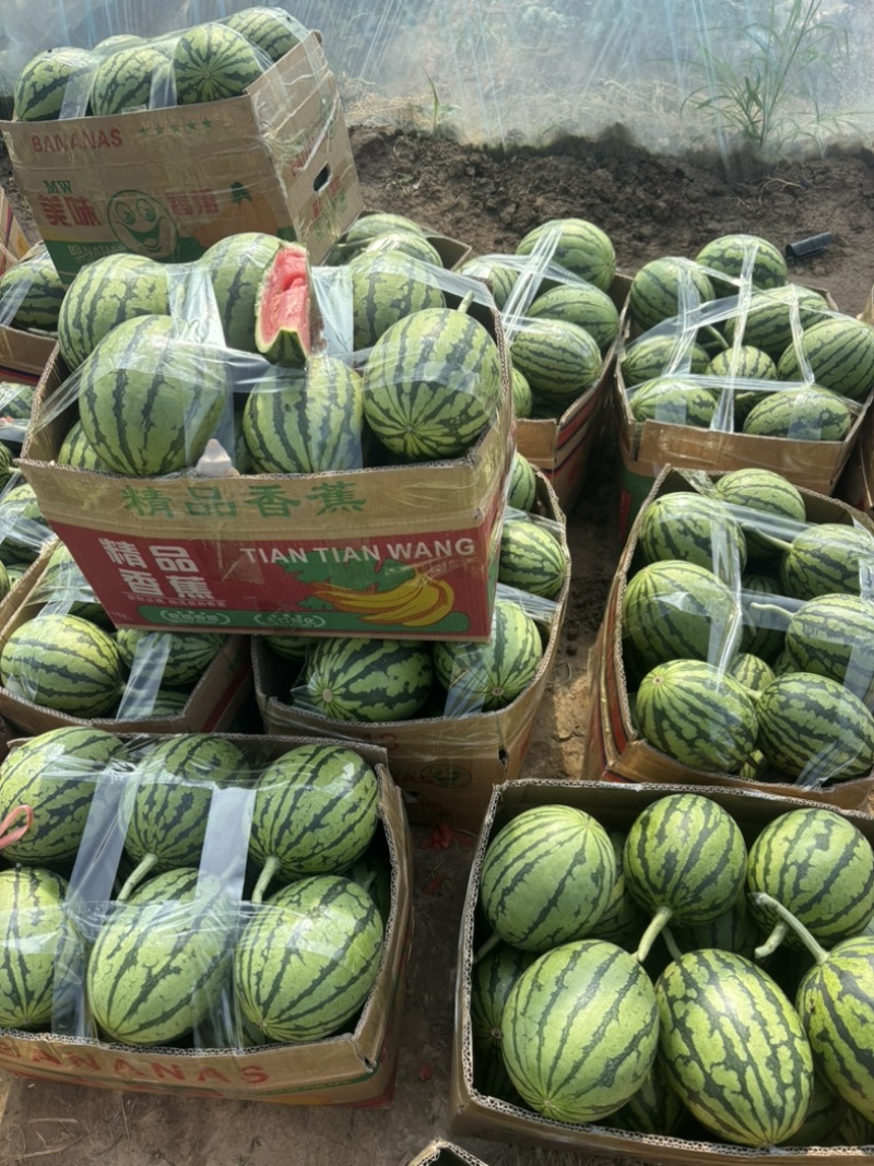 小糖丸手拨吊瓜产地直发质量三包服务全国发货