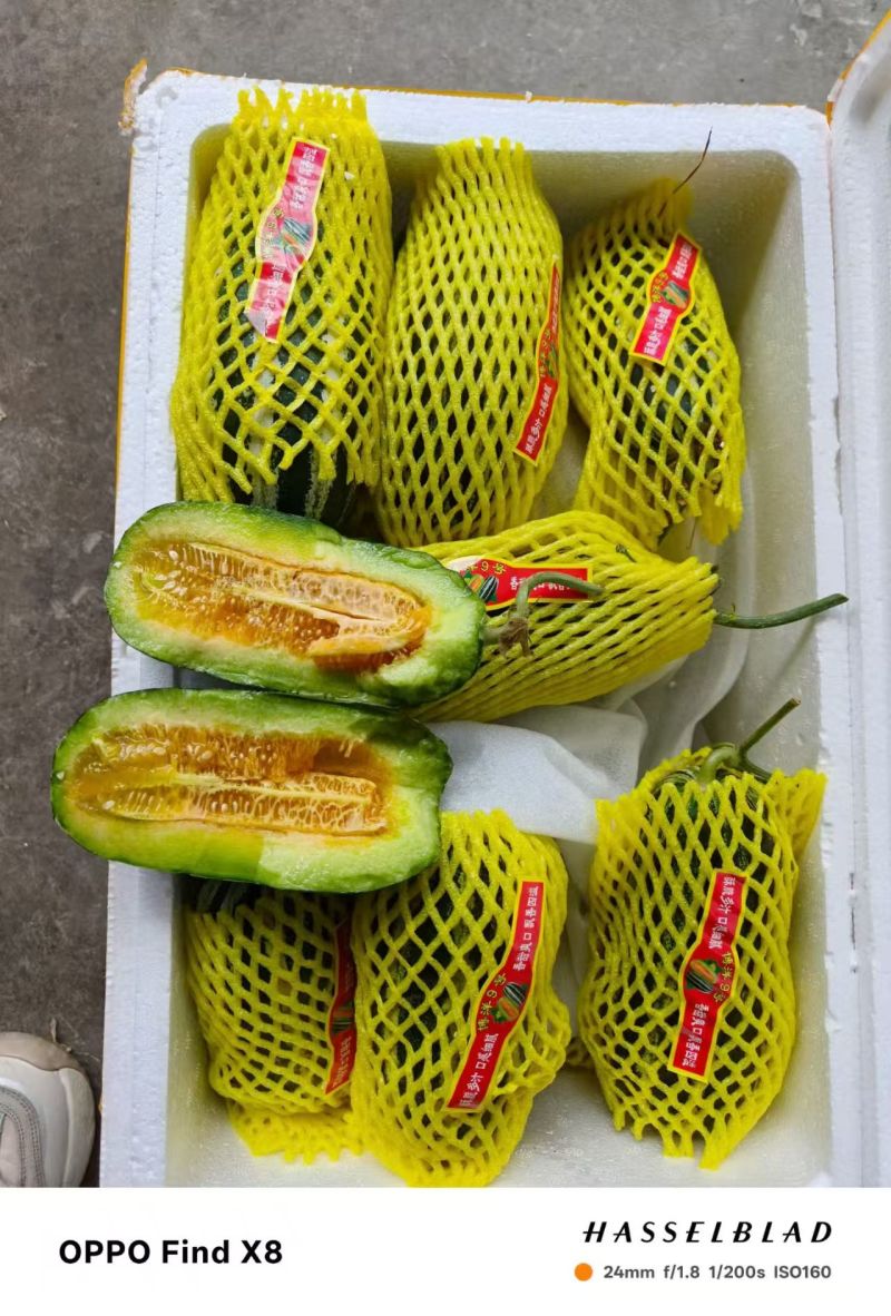 博洋九号，金龙蜜瓜