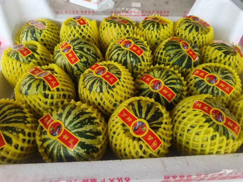 博洋九号，金龙蜜瓜