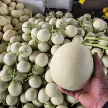 红金蜜瓜，玉菇蜜瓜，蜜露蜜瓜，产地直发，量大从优