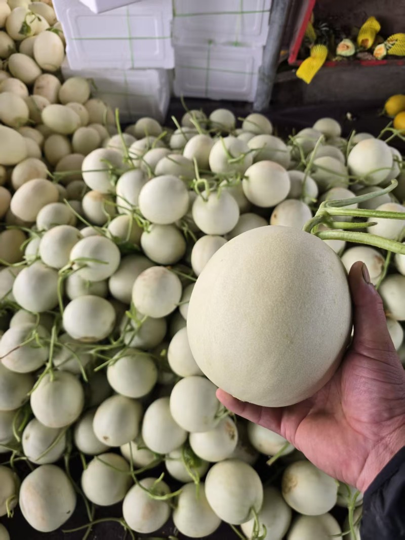 红金蜜瓜，玉菇蜜瓜，蜜露蜜瓜，产地直发，量大从优