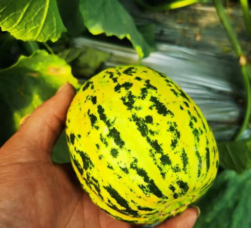 红金蜜瓜，玉菇蜜瓜，蜜露蜜瓜，产地直发，量大从优
