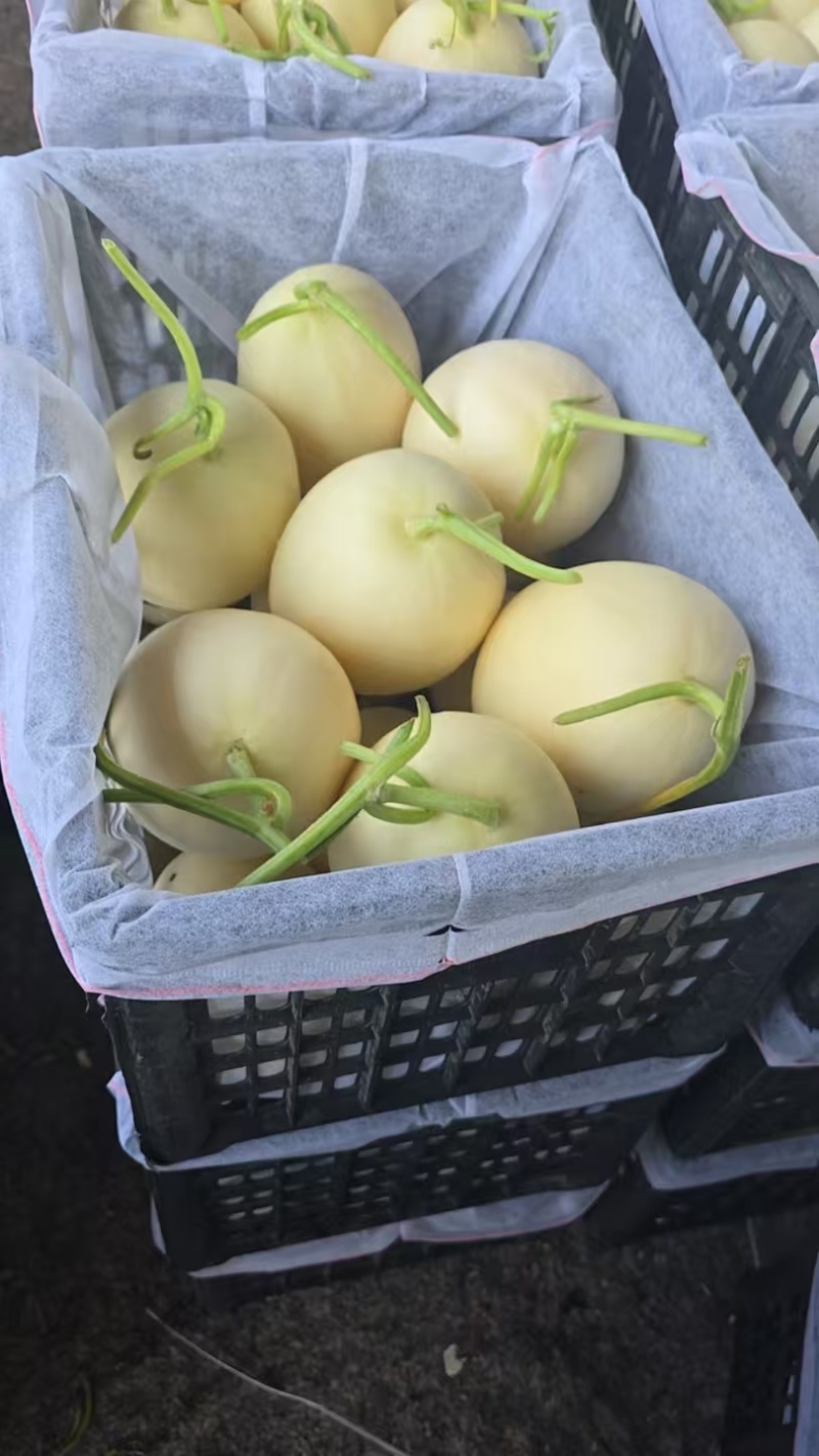 红金蜜瓜，玉菇蜜瓜，蜜露蜜瓜，产地直发，量大从优