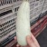 红金蜜瓜，玉菇蜜瓜，蜜露蜜瓜，产地直发，量大从优