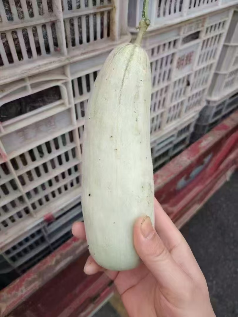 红金蜜瓜，玉菇蜜瓜，蜜露蜜瓜，产地直发，量大从优