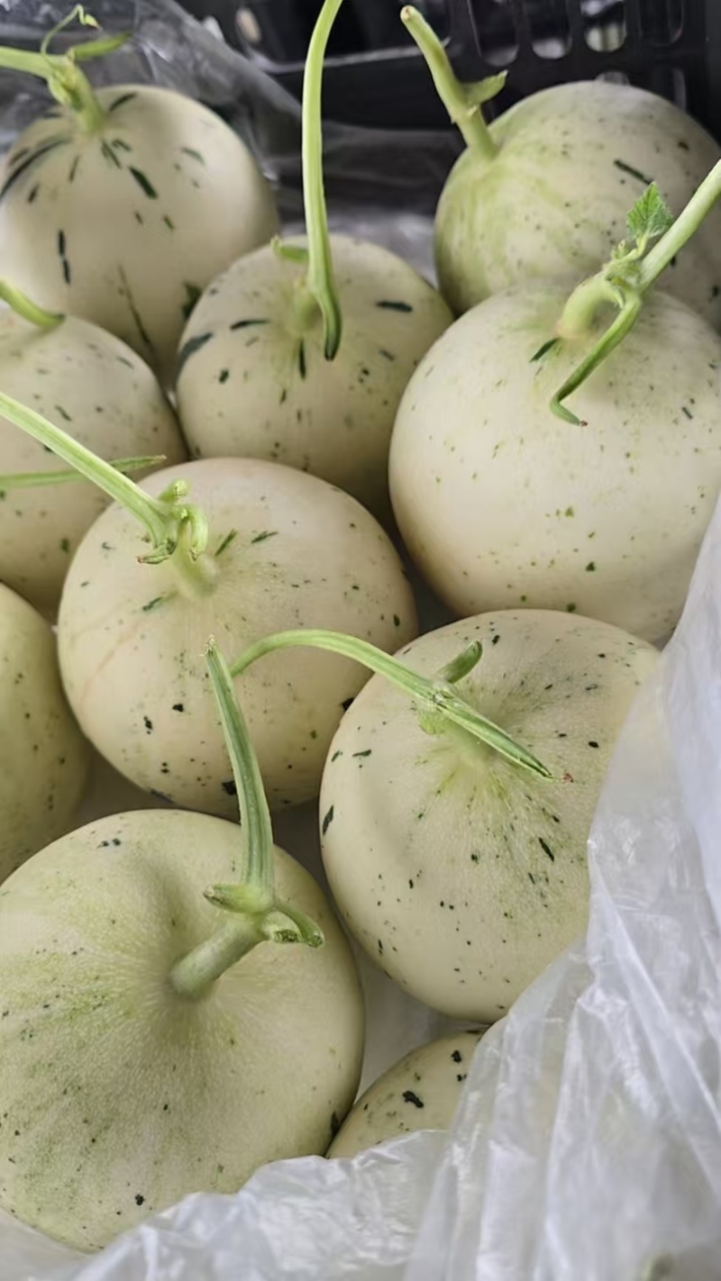 红金蜜瓜，玉菇蜜瓜，蜜露蜜瓜，产地直发，量大从优