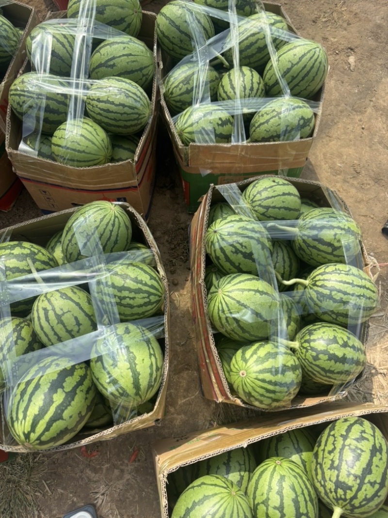 小糖丸手拨吊瓜产地直发质量三包服务全国发货