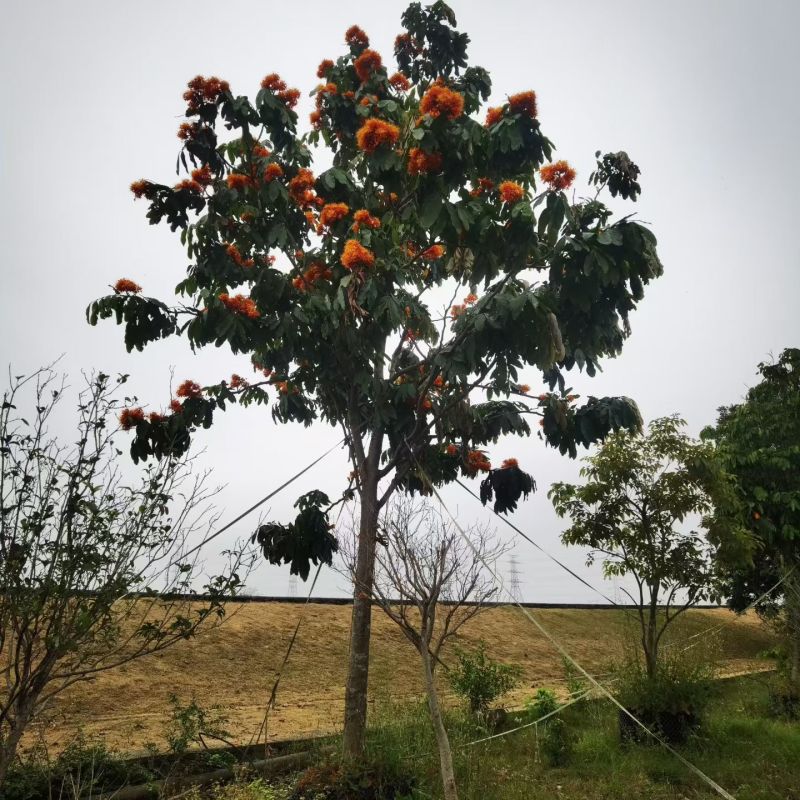 2604花场供应无忧树火焰花15-20cm假植苗