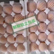 贵州省荔波县（枇杷）