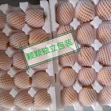 贵州省荔波县（枇杷）