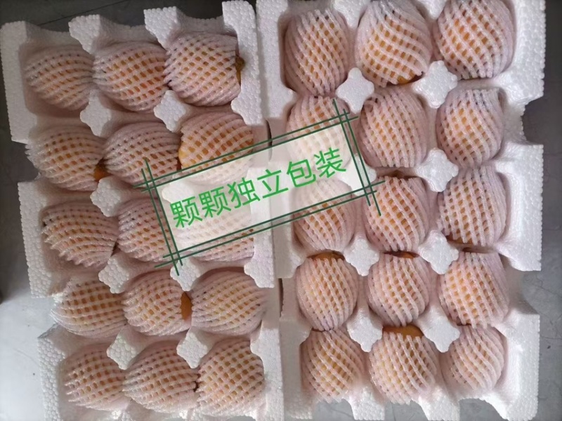 贵州省荔波县（枇杷）