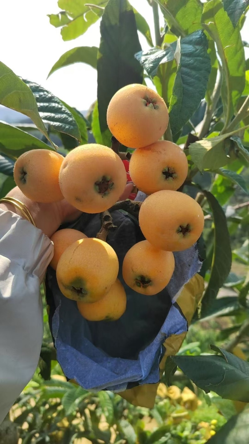 贵州省荔波县（枇杷）