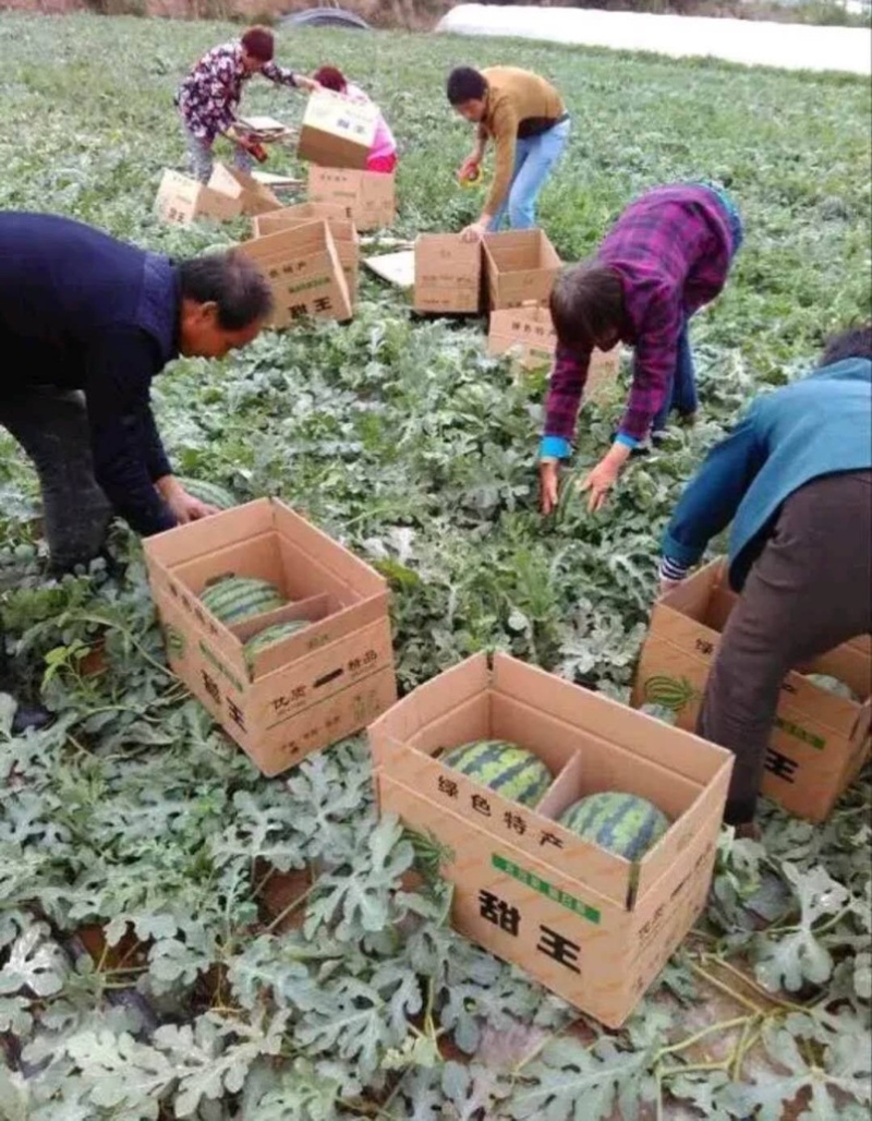 甜王西瓜山东头茬瓜保熟保甜大量现货现摘现发价格优惠