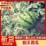 甜王西瓜山东头茬瓜保熟保甜大量现货现摘现发价格优惠