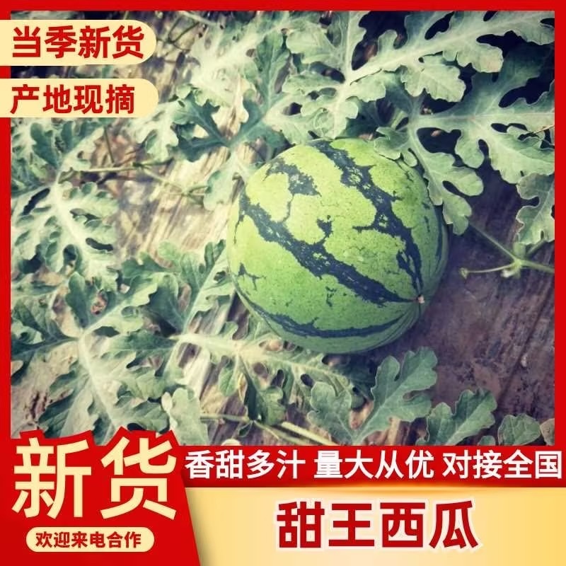 甜王西瓜山东头茬瓜保熟保甜大量现货现摘现发价格优惠