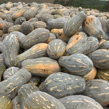 南宁金陵南瓜现货密本204
