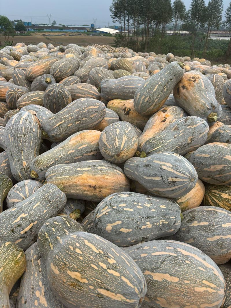 南宁金陵南瓜现货密本204
