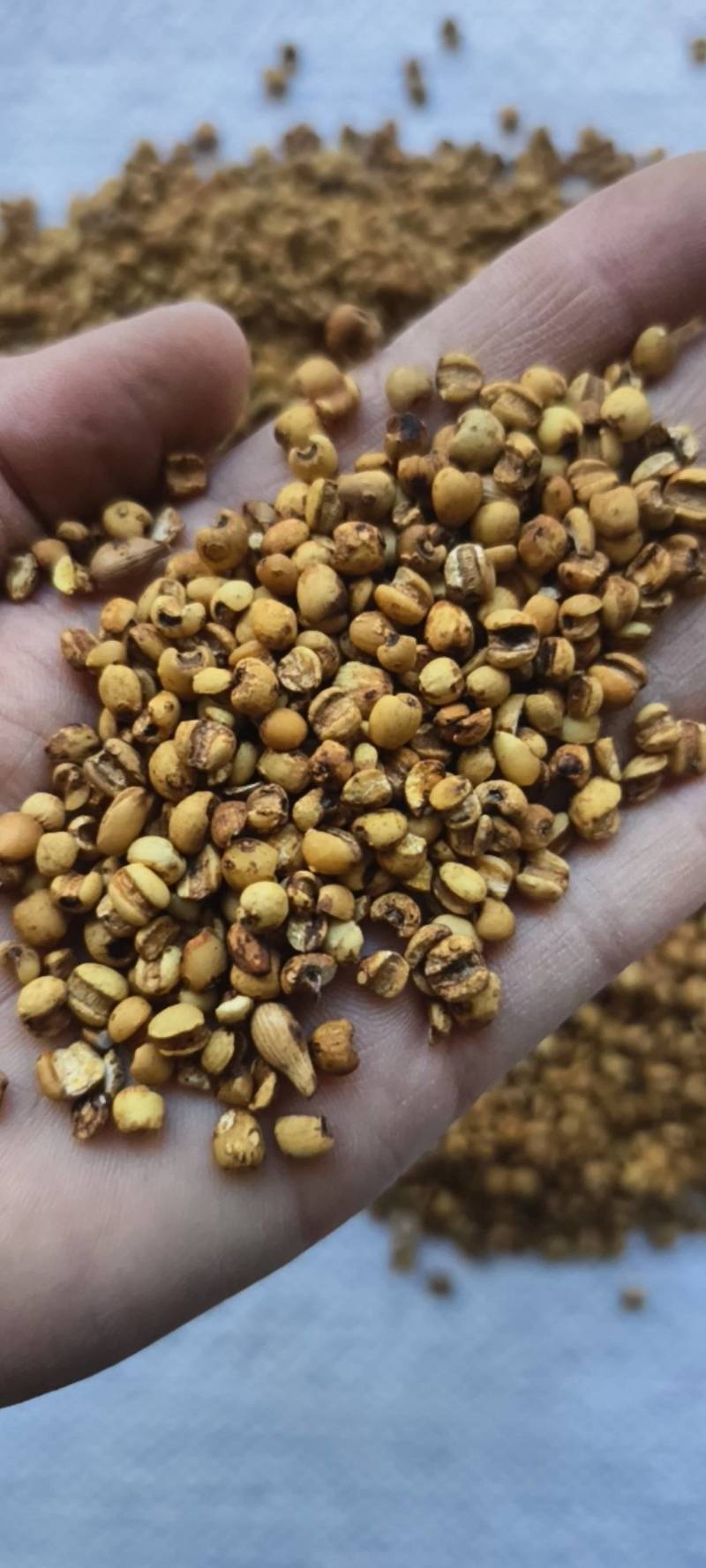 炒薏苡仁好统货麸炒薏米仁供应各种中药材产地贵州